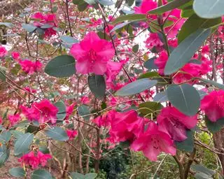 arbusto de rododendro rosa