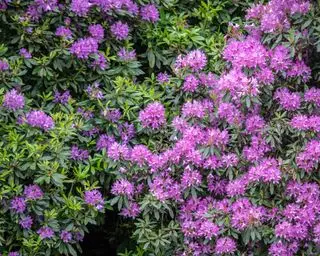 Arbusto de rododendro en flor