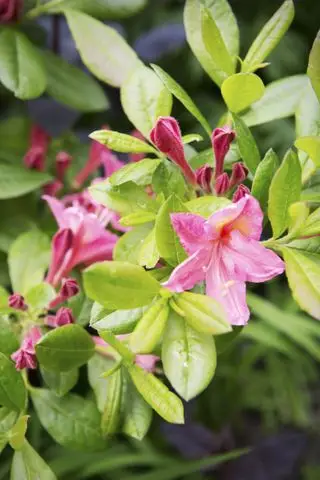 Rododendro
