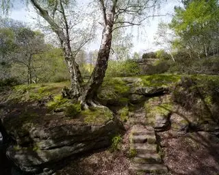 En mosbeklædt sten med stentrappe og et træ, der vokser på en stor sten.