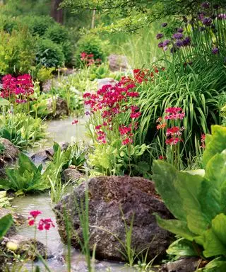Klippehave ideer med primulaer og alpine planter og rindende vand.