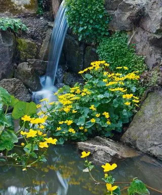 Et lille vandfald i en stenhaveidé med lyse gule blomster.