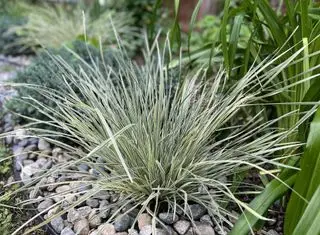 Stenhave med Platinum Beauty Lomandra fra Sunset Plant Collection