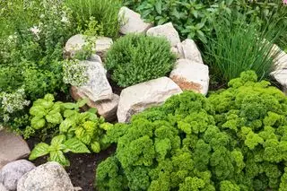 Rockery indeholdende urter, herunder timian, basilikum, rosmarin, persille og purløg