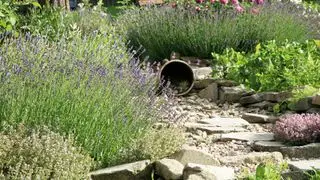 Klippehave ideer - lavendel