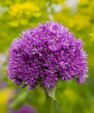 Ail