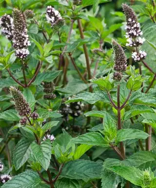 Mentha x piperita en fleur