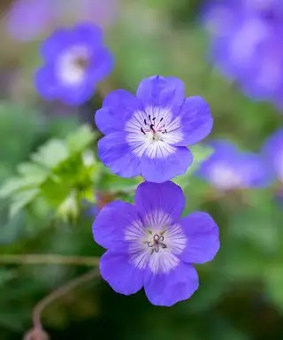 fleurs violettes de géranium Rozanne
