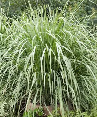 citronnelle, également connue sous le nom de Cymbopogon citratus