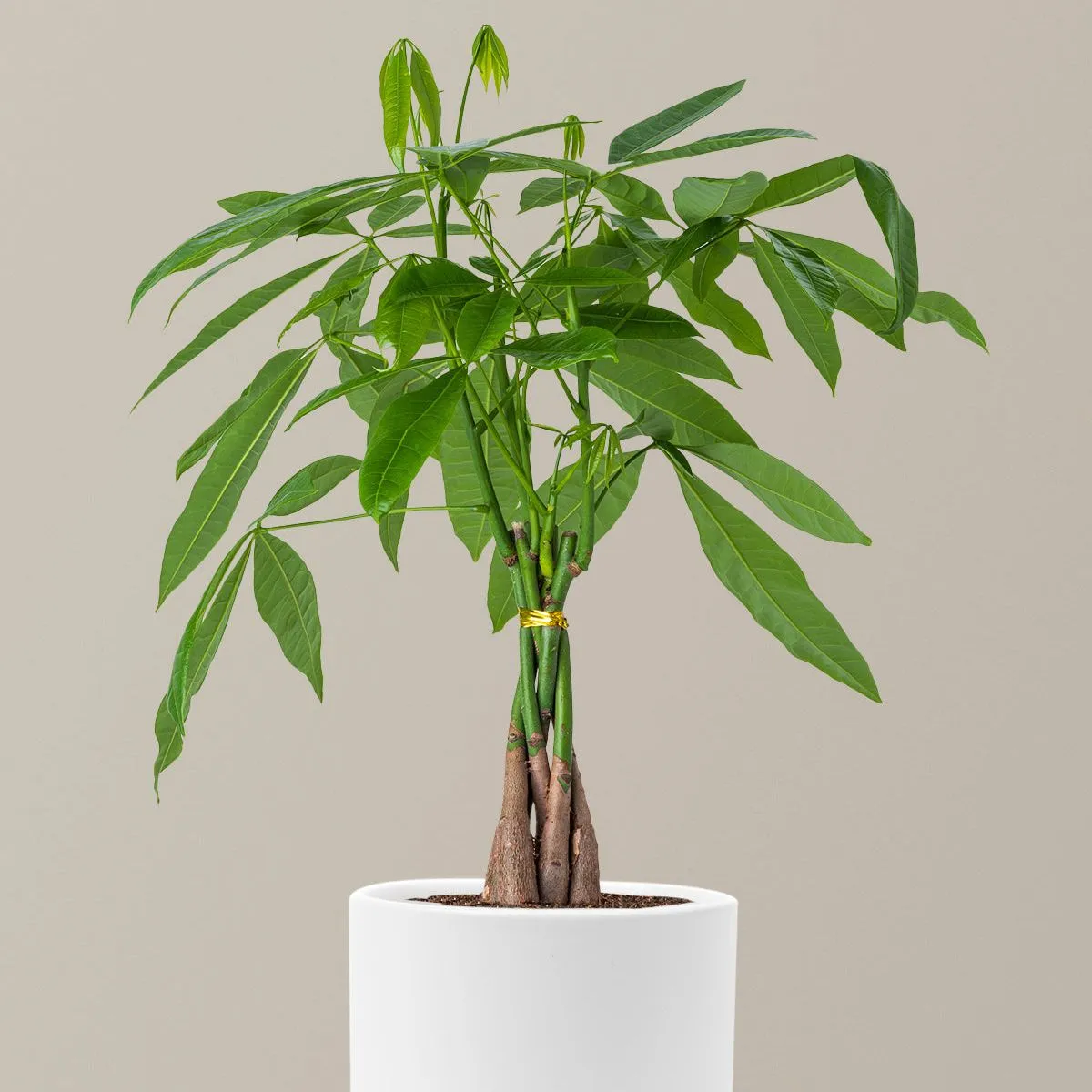 Money Tree Plant - Middels (16-19 høy) / Isabella (6,25 bred) / Hvit' loading='lazy' title=