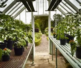 Serre rustique avec plantes vivaces rustiques et tendres