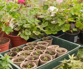 Serre chauffée forçant les jardiniers à récolter des fleurs