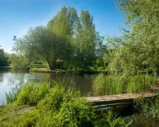 Velké jezero obklopené stromy se skalkou a přerostlou trávou