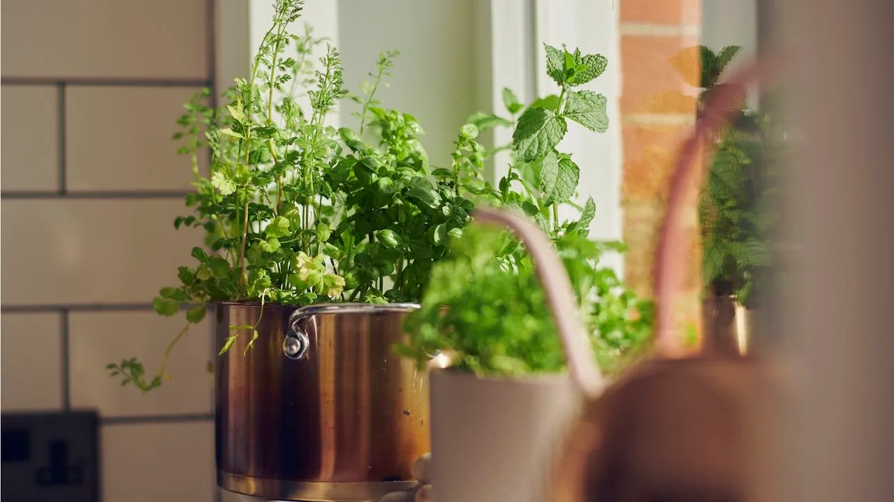 Kräutergarten im Innenbereich auf der Fensterbank' loading='lazy' title=