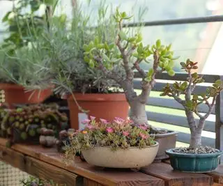 suculentas em recipientes em uma mesa de varanda