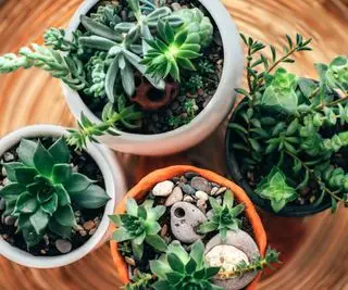 Por que minha suculenta está ficando amarela? Descubra os 'suspeitos do costume' frequentemente responsáveis ​​pela descoloração das plantas