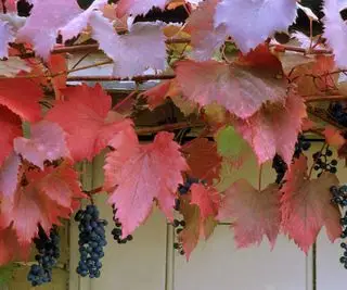 Vitis vinifera Purpurea (vigne)