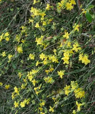 Jasmin d'hiver (jasminum nudiflorum)
