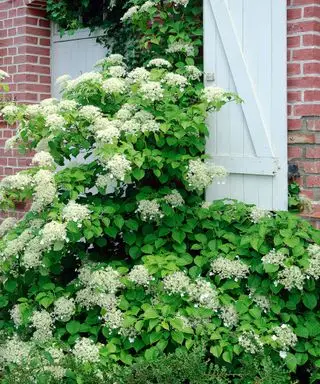 Hortensia grimpant blanc sur le mur