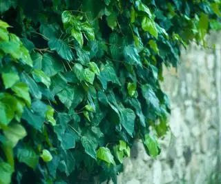 lierre poussant sur le mur