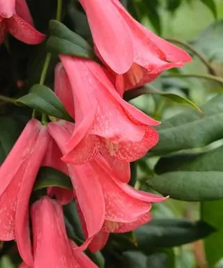 Campanule chilienne (Lapageria rosea)