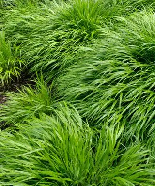 Herbe forestière japonaise (Hakonechloa macra)