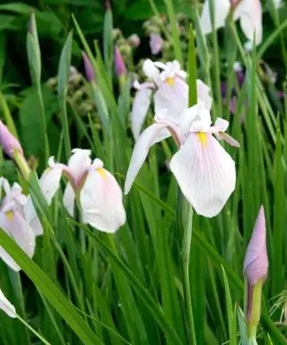 Iris ensata Reine des Roses