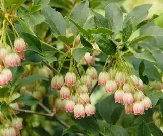 Enkianthus campanulatus