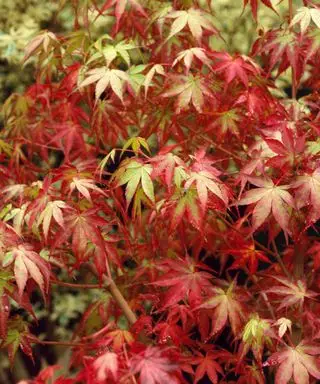 Acer palmatum `Katsura
