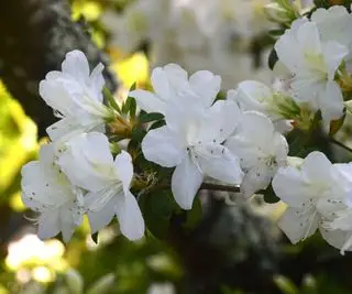 Rhododendron blanc 'Snow Hill