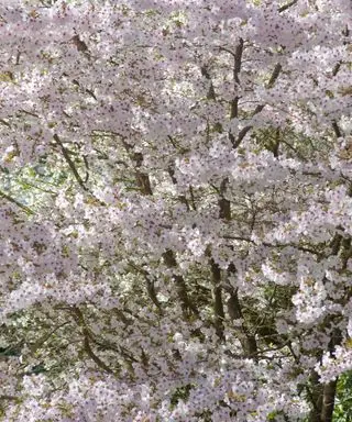 Prunus incisa La Mariée