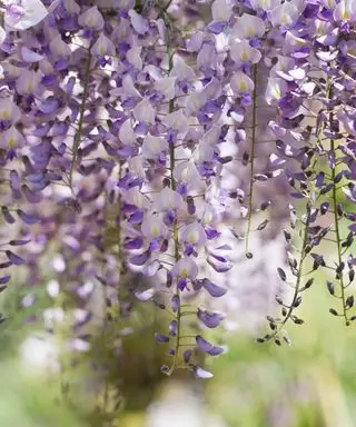 Domino de glycine