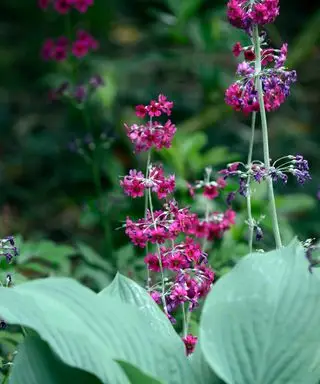 Primula japonica meuniers cramoisi