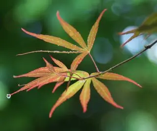 Melhores plantas para jardins japoneses – 10 opções elegantes para este estilo relaxante de quintal