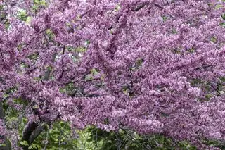 Árbol de tronco rojo