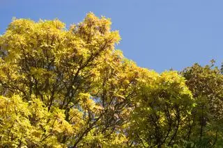 Hojas amarillas de otoño de fresno verde o rojo