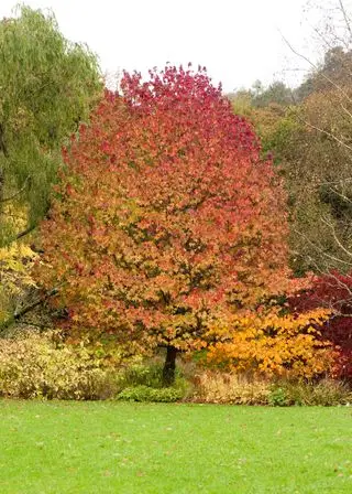 Árbol de liquidámbar americano en otoño