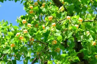 Flores en forma de tulipán en el tuliptree