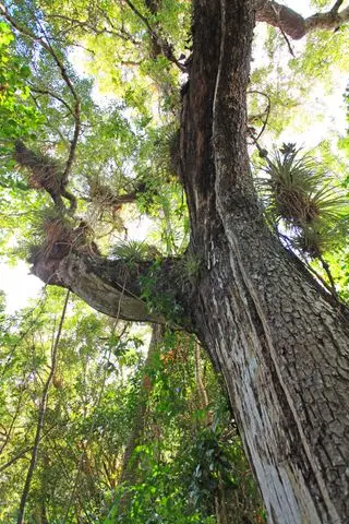 Swietenia mahagoni Caoba americana