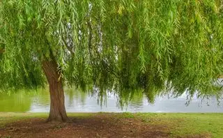 Sauce llorón junto a un lago