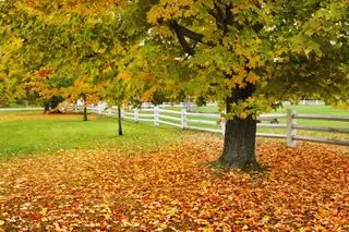 Arce de azúcar en otoño