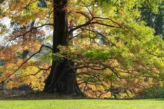 Metasequoia glyptostroboides - Secoya del amanecer en otoño