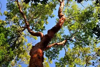 árbol del limbo de gumbo