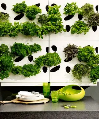 Ideas para paredes de jardín con hierbas que crecen en un revestimiento de pared blanco con agujeros de forma irregular.