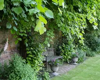 Ideas para paredes de jardín cubiertas de hiedra y plantas trepadoras, con un banco de madera y jardineras de piedra en el medio.