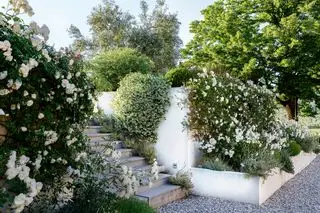Muro de jardín blanco y escalones en un sitio inclinado, bordeados de fragantes rosas, jazmines y lavanda