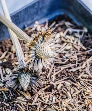 indsamling af echinacea frø
