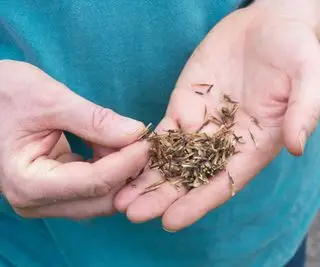 hænder, der holder echinacea frø