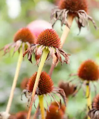 echinacea frøhoveder