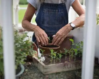 plantning af frøplanter i et drivhus